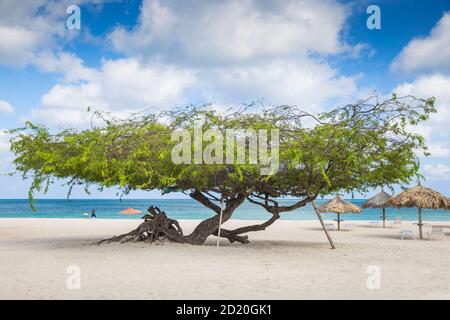 Caraibi, Antille olandesi, Aruba, albero su Eagle Beach Foto Stock