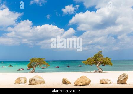 Caraibi, Antille olandesi, Aruba Divi Divi alberi su Eagle Beach Foto Stock