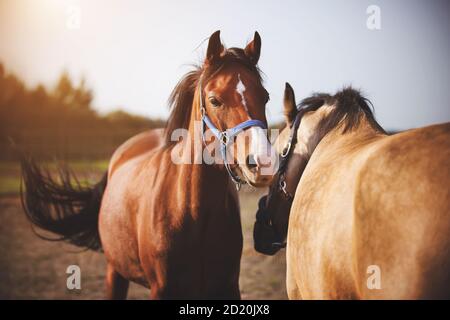 Due cavalli domestici con briglie sui loro muzze camminano nel mezzo del campo e giocano con gli altri alla luce del sole. Una mandria di cavalli. Agricult Foto Stock