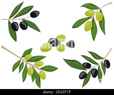 Insieme vettoriale di rami di olive. Olive nere e verdi isolate su sfondo bianco. Illustrazione Vettoriale