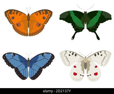 Farfalle di specie diverse. Insieme di insetti belli.