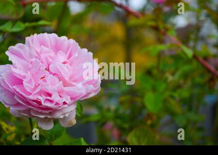 Testa rosa fiore isolato su uno sfondo sfocato Foto Stock