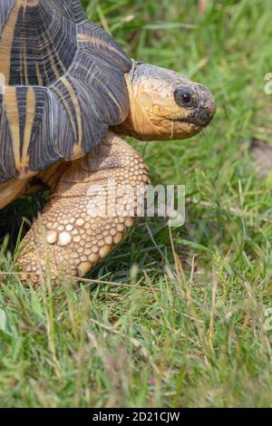 Tartaruga irradiata (Astrochelys radiata). Pascolo. Herbivore. Testa parzialmente estesa. Scaglia coperta a forma di forelegano, sul piede anteriore. Foto Stock