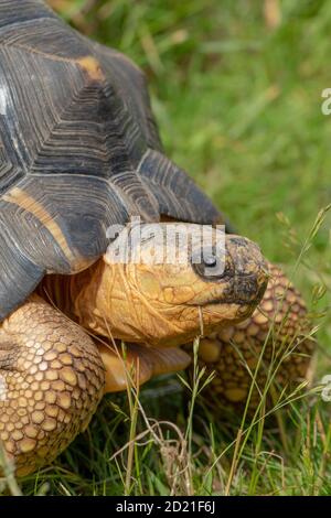 Tartaruga irradiata (Astrochelys radiata). Pascolo. Herbivore. Testa parzialmente estesa. Scaglia coperta di forelega, o piedi anteriori. Mandiboli dentellati, becco. Foto Stock