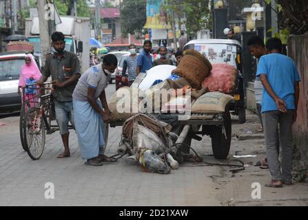 Guwahati, Assam, India. 6 Ott 2020. Una merce che trasporta il carrello tira da pony cade a causa di sovraccarico in Guwahati Assam India su Martedì 6 ottobre 2020 Credit: Dasarath Deka/ZUMA Wire/Alamy Live News Foto Stock