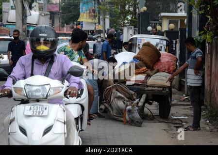 Guwahati, Assam, India. 6 Ott 2020. Una merce che trasporta il carrello tira da pony cade a causa di sovraccarico in Guwahati Assam India su Martedì 6 ottobre 2020 Credit: Dasarath Deka/ZUMA Wire/Alamy Live News Foto Stock