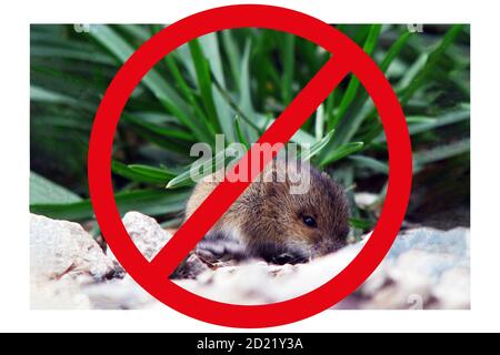 Controllo roditori in città. Pericolo di topi per la città e l'agricoltura. Divieto di riproduzione dei topi, concetto. Foto Stock