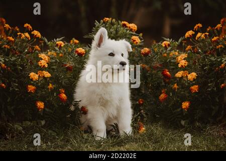 bianco svizzero preside cucciolo ritratto in giardino Foto Stock