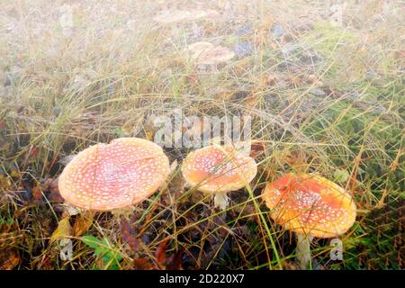 Toadsgabelli in erba. Funghi velenosi nella foresta. Micelio alla luce del sole. Soleggiata mattina estiva in purpuri di funghi. Foto Stock