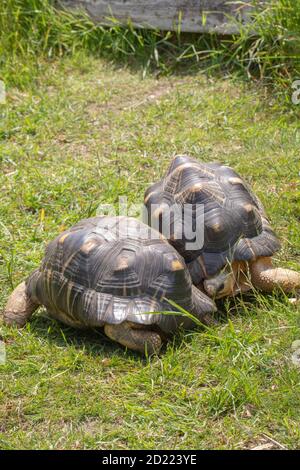 Tartarughe irradiate (Astrochelys radiata). Due maschi che si girano l'uno l'altro, movimenti pre-combattivi, prima di lottare per guadagnare e stabilire il dominio ov Foto Stock