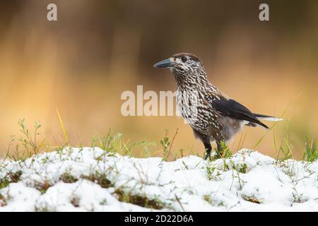 Poco macchiatore di noci macchiato in piedi sull'erba in inverno. Foto Stock