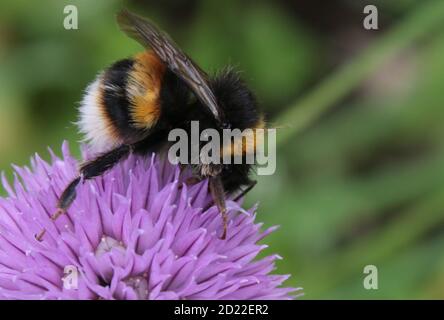 Primo piano di bella ape bumble che mostra ali, gambe e corpo a strisce di furry in cerca di nettare polline sulla testa di fiore viola piena fioritura in giardino organico Foto Stock