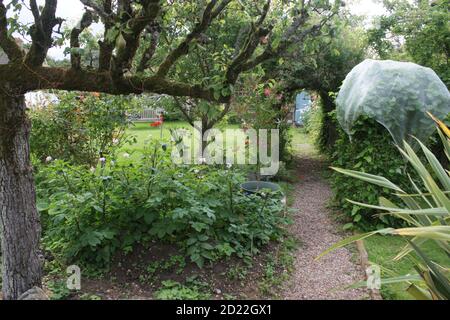 Vista sul paesaggio nel giardino estivo di campagna inglese con pera di espalier albero con frutta lavanda rosa arco fiori cespuglio erba prato & piante & porta segreta Foto Stock