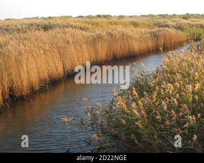 Paesaggio estivo a Walberswick Southwold Suffolk East Anglia sul fiume Blyth da campeggio e spiaggia di pietra con capanne vicino dune di sabbia Foto Stock
