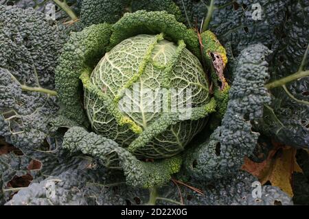 Primo piano di grande cavolo verde, con le vene arricciate foglie con centro rotondo compatto della casa vegetale coltivata in giardino biologico di campagna inglese Foto Stock