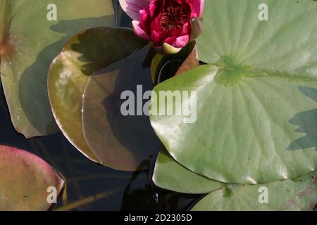 Primo piano di splendidi fiori rosa giglio e gemme verde grande pad, foglie gigli riflessi in stagno ancora limpido giardino parco acqua lago Foto Stock