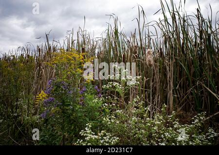 Zone umide o paludi con goldenrod, New England aster, oldfield bianco peloso, e stucchi in un giorno di autunno overcast. Foto Stock