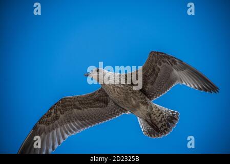 Gabbiano europeo delle aringhe in volo con un cielo blu solido sfondo Foto Stock