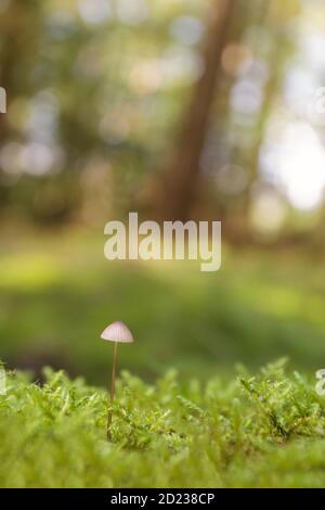 Giovane singolo enokitake fungo in una foresta durante l'autunno Foto Stock