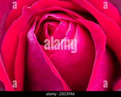 Primo piano di un bel fiore rosso di rosa appena apertura, varietà Deep Secret Foto Stock