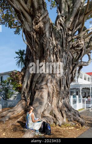 Un artista al lavoro sotto l'albero di fico di Moreton Bay sulla banchina di Russell nella Baia delle Isole, Nuova Zelanda. Piantato nel 1870. Foto Stock