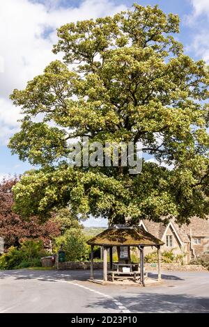 Un albero con un riparo intorno al suo tronco all'incontro di tre corsie nel centro del villaggio di Cotswold di Miserden, Gloucestershire UK Foto Stock