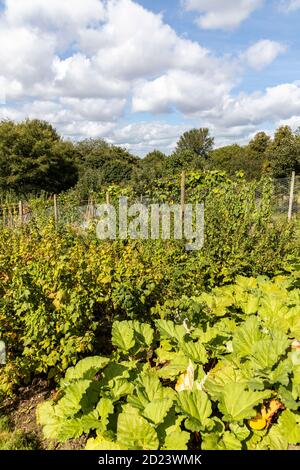 Il Giardino murato del Monastero di Prinknash nei terreni dell'Abbazia di Prinknash, sulle Cotswolds, vicino a Upton St Leonards, Gloucestershire UK Foto Stock