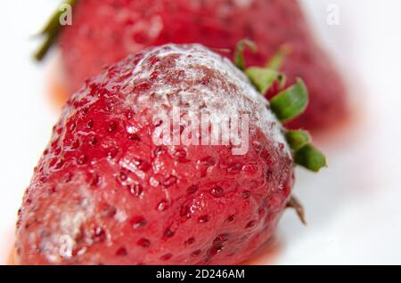 Da vicino si possono vedere fragole ammuffite che sono andate male e così andate a sprecare. Foto Stock