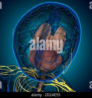 Anatomia delle parti interne del cervello umano per l'illustrazione 3D del concetto medico Foto Stock