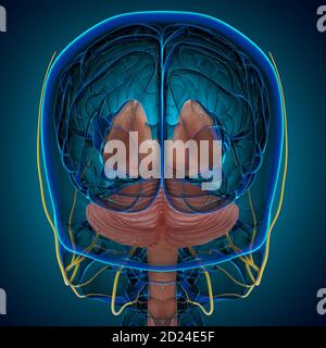 Anatomia delle parti interne del cervello umano per l'illustrazione 3D del concetto medico Foto Stock