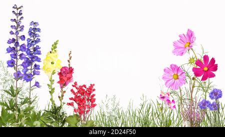 Prato con delfinio, dentici, fiori di cosmo, fiori di mais e altri Foto Stock