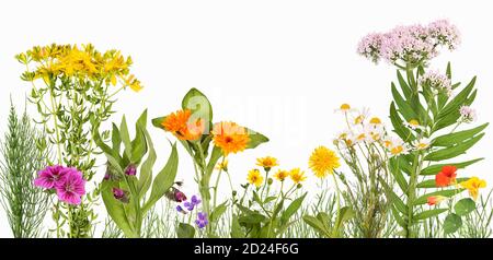 Prato con piante medicinali come arnica, marigold, valeriana e altri Foto Stock