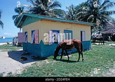 Cavalli al pascolo nella parte anteriore della casa colorati sulla costa di zanzara, Honduras, America Centrale Foto Stock