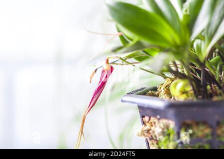 Primo piano di orchidee Masdevallia in fiore. Orchidee in miniatura Foto Stock