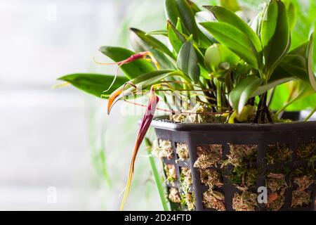 Primo piano di orchidee Masdevallia in fiore. Orchidee in miniatura Foto Stock