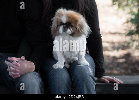 Un cane pekingese si siede sul grembo del suo proprietario in un parcheggio Foto Stock