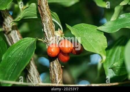 Ramo con frutti di Cornus Mas. Coltivare frutta biologica Closeup in Sunny Summer Day Foto Stock