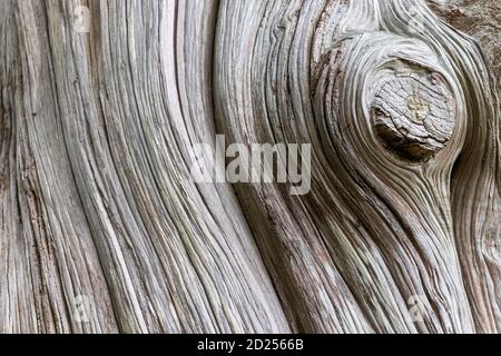 Tessuto di legno secco, grigio, vecchio, a grumi morti Foto Stock