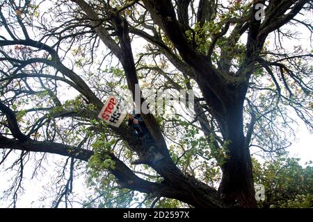 Warwickshire, Regno Unito. 05 ottobre 2020. I manifestanti HS2 si infrangono attraverso le baricate per attirare l'attenzione sulla distruzione di un albero dell'anno 2015 di 250 anni, l'albero di Cubbington Pear 05 ottobre 2020. Un manifestante riesce a sbirciare dietro la sicurezza per salire l'albero dove un banner Stop HS2 è ondulato Credit: Denise Laura Baker/Alamy Live News Foto Stock