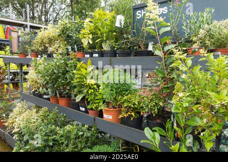 Vari arbusti in vendita in un centro giardino del Regno Unito, Foto Stock