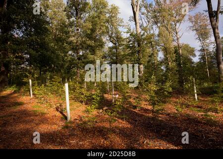 Piantine di alberi in tubi protettivi, rimboschimento nella foresta vicino alla città di Wetter, colline Ardey, Nord Reno-Westfalia, Germania. Baumsetzlinge Foto Stock