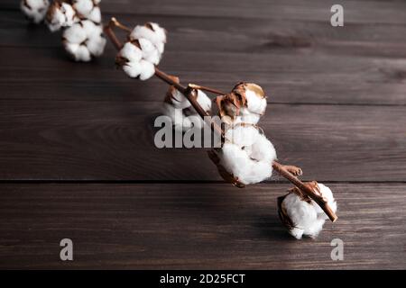 Pianta di cotone con fiori bianchi su fondo di legno marrone Foto Stock