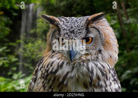 Aquila-gufo indiano / aquila-gufo di roccia / aquila-gufo del Bengala (Bubo bengalensis) Specie di gufo cornuto originarie del subcontinente indiano Foto Stock