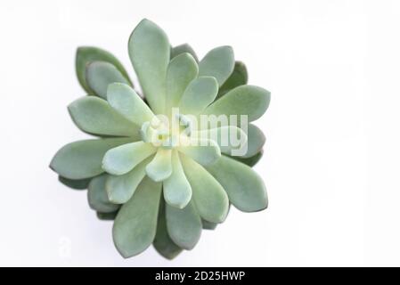 Succulente Echeveria - Crassulaceae Echeveria.UN fiore succulento con foglie, vista dall'alto, su sfondo bianco Foto Stock