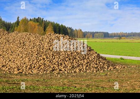 Grande mucchio di barbabietola da zucchero raccolta, Beta vulgaris, in campo in una bella giornata di Obtober. Sud della Finlandia. Foto Stock