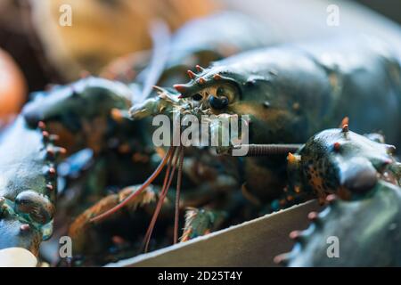 Aragosta fresca in una scatola pronta per cucinare Foto Stock