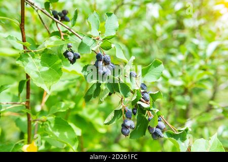 Cespugli decorativi di frutti di Saskatoon bacche tonalità inky, come la fonte per il design. Pacific Serviceberry, serviceberry occidentale sulle filiali Foto Stock