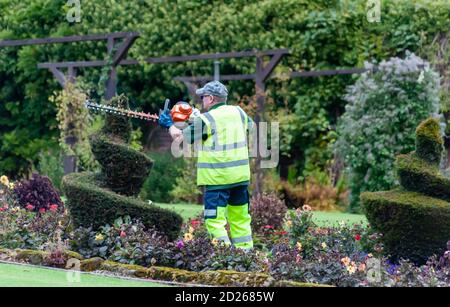 Glasgow, Scozia, Regno Unito. 6 ottobre 2020. Regno Unito Meteo. Un giardiniere rifinisce con cura gli alberi a spirale nel giardino murato di Bellahouton Park. Credito: SKULLY/Alamy Live News Foto Stock