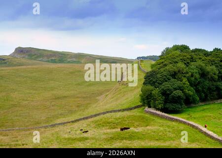 Europa, Gran Bretagna, Inghilterra, Northumberland, Vallo di Adriano Foto Stock