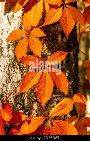 Autunno sfondo naturale. Le uve da maiden con foglie d'arancio si avvolgono attorno ad una betulla Foto Stock